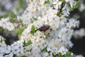 Image showing chafer