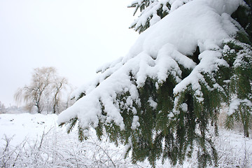 Image showing  Christmas tree