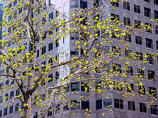 Image showing Spring in a city