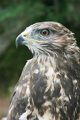 Image showing Eagle