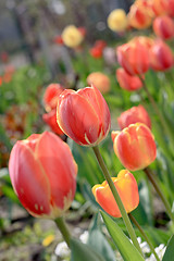 Image showing Tulip