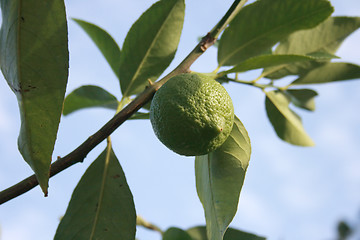 Image showing Lemon