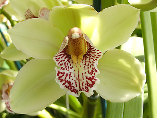 Image showing orchid