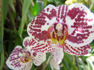 Image showing orchid