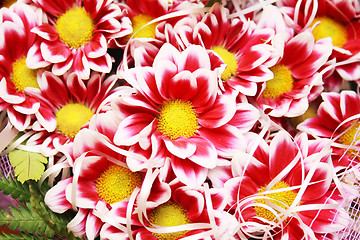 Image showing chrysanthemum