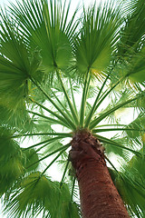 Image showing Palm tree