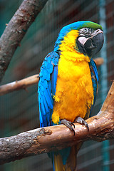 Image showing parrot