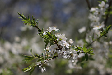 Image showing cherry blossoms