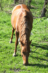 Image showing horse