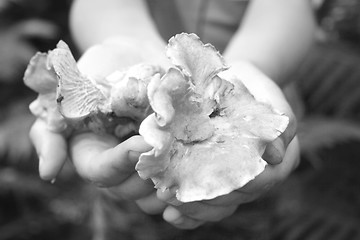 Image showing chanterelle mushroom