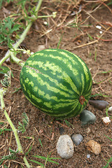 Image showing watermelon