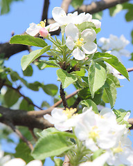 Image showing apple blossom