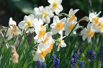 Image showing Daffodil Flower 