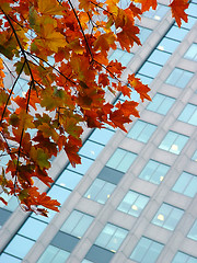 Image showing Autumn in a city