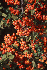 Image showing red rowan