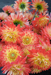 Image showing flowers for sale 2