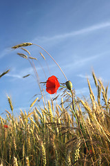 Image showing red poppy
