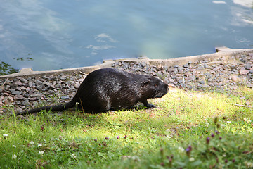 Image showing Nutria