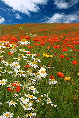 Image showing  red poppies 