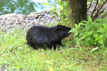 Image showing Nutria