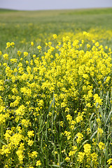 Image showing rape field