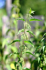 Image showing bush