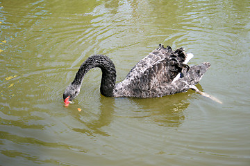 Image showing  swan