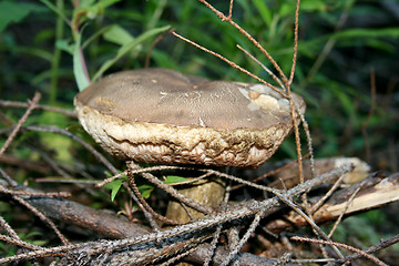 Image showing white fungus