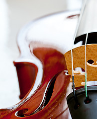 Image showing Violin