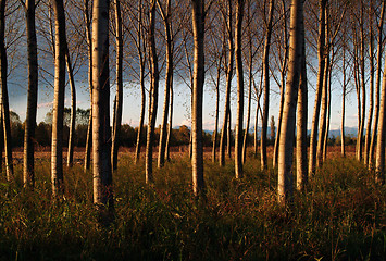 Image showing paper birch plantation, Italy