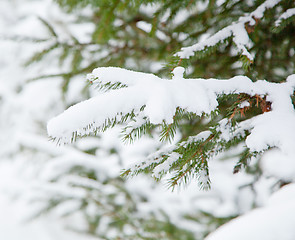 Image showing Winter tree