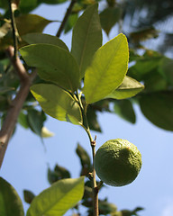Image showing Lemon