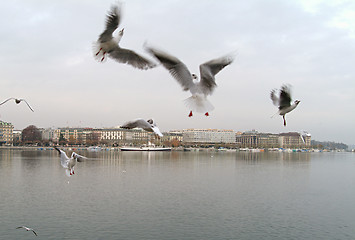 Image showing Seagulls at Geneva Lake