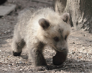 Image showing Bear