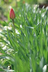 Image showing tulip