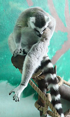 Image showing lemur