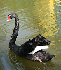 Image showing swan