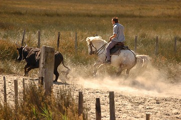 Image showing Le Camargue2