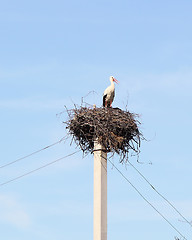 Image showing Stork 