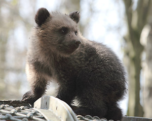 Image showing Bear