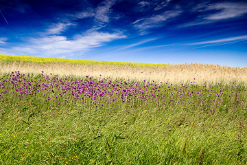 Image showing rape field