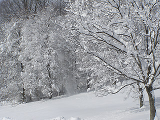 Image showing Winter