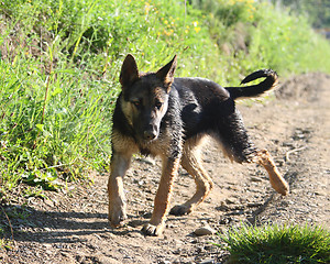 Image showing little Shepherd