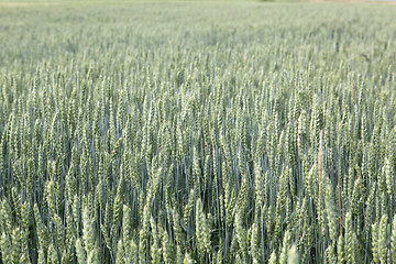 Image showing wheat