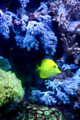 Image showing  yellow fish 