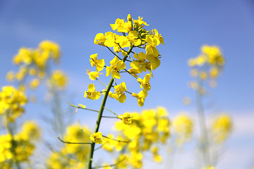 Image showing rape field