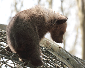 Image showing Bear