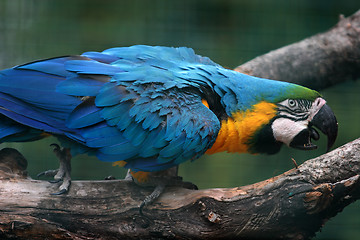 Image showing parrot