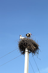 Image showing Stork 