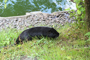 Image showing Nutria